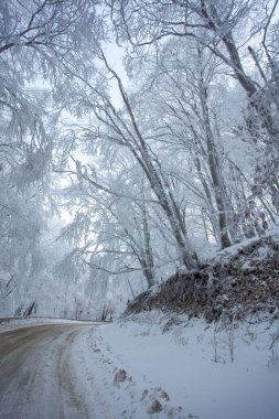 Sabaduri Ormanı yolu karla kaplı. Kış zamanı. Manzara. Georgia