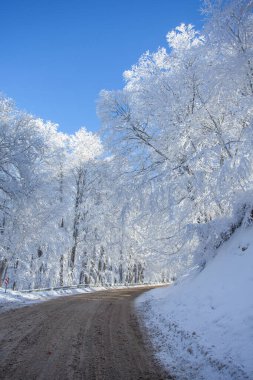Sabaduri Ormanı yolu karla kaplı. Kış zamanı. Manzara. Georgia