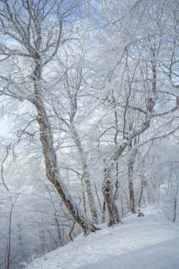 Sabaduri ormanlarında karla kaplı ağaçlar, kış manzarası. Georgia