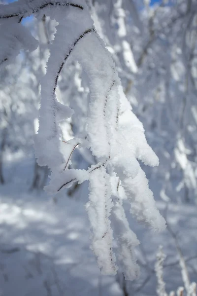 Hóval Borított Fák Sabaduri Erdőben Téli Táj Grúzia — Stock Fotó