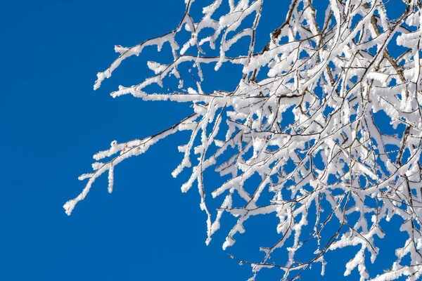 Větve Pokryté Sněhem Proti Modré Obloze Sabaduri Forest Zimní Krajina — Stock fotografie