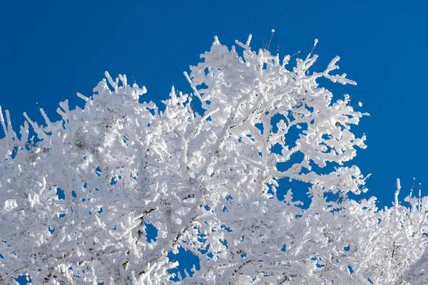 Větve Pokryté Sněhem Proti Modré Obloze Sabaduri Forest Zimní Krajina — Stock fotografie