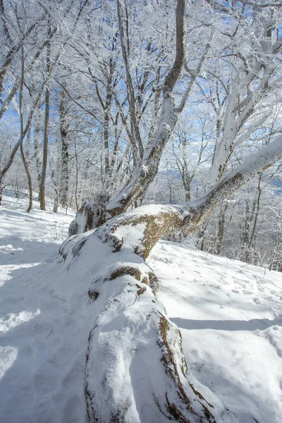 Деревья Покрытые Снегом Лесу Сабадури Зимний Пейзаж Грузия — стоковое фото