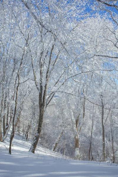 Mit Schnee Bedeckte Bäume Sabaduri Wald Winterlandschaft Georgien — Stockfoto