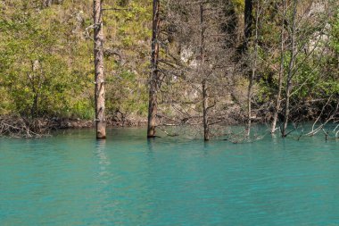 Ağaçlar sudan göle aktı. Tusheti, Georgia