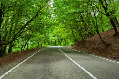 Gombori Geçidi 'ndeki ağaçların arasında. Georgia