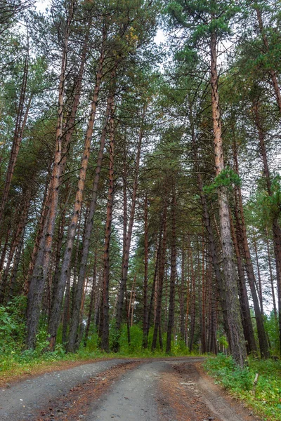 Chemin Terre Mène Travers Forêt Parmi Nombreux Pins Autres Arbres — Photo