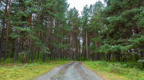 Chemin de terre mène à travers la forêt parmi de nombreux pins et autres arbres — Photo