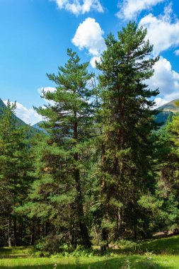 Mavi gökyüzüne karşı orman dağları. Georgia