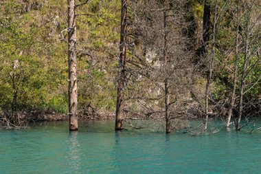Ağaçlar sudan göle aktı. Tusheti