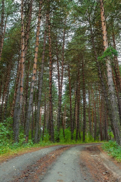 Dirt Road prowadzi przez las wśród wielu sosen i innych drzew — Zdjęcie stockowe