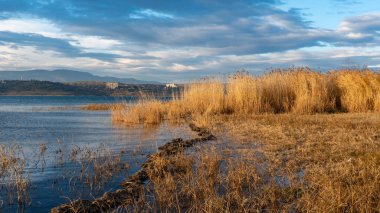 Göl kenarındaki su bitkileri. Gölde bitkiler, gölde sarı sazlıklar. Doğa. Tiflis