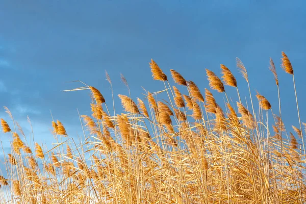 Una hierba de caña esponjosa contra un cielo azul — Foto de Stock