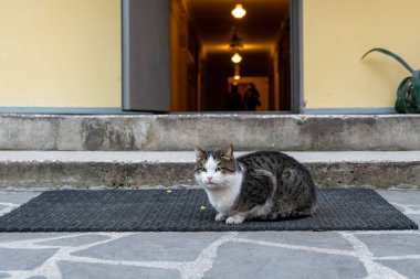 Kahverengi sokak kedisi evin önündeki betonda oturuyor.