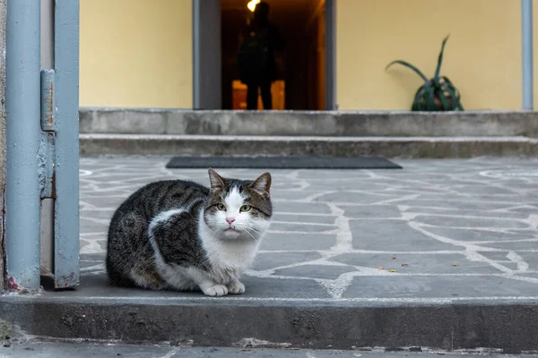 Kahverengi sokak kedisi evin önündeki betonda oturuyor.
