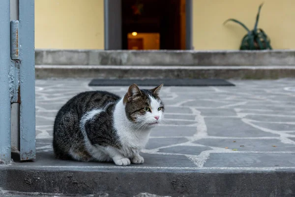 Коричневый бродячий кот сидит на бетоне перед домом — стоковое фото