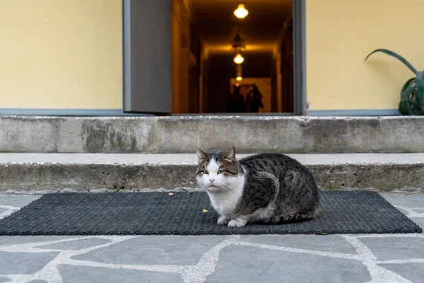 Kahverengi sokak kedisi evin önündeki betonda oturuyor.