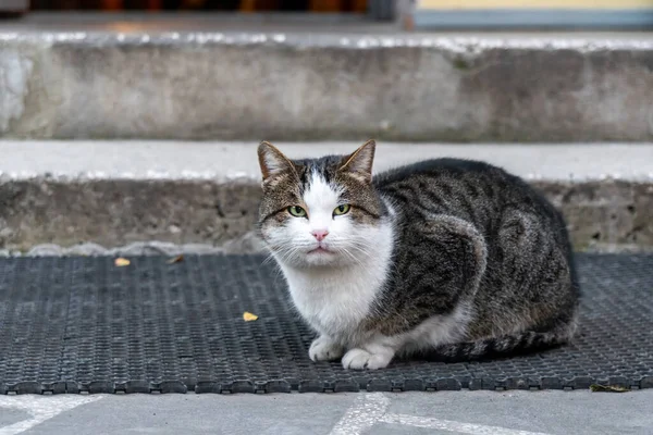 Коричневый бродячий кот сидит на бетоне перед домом — стоковое фото