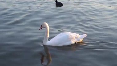 Bir Beyaz Kuğu ve Bir Çok Martı Nehirde Yüzüyor, Krakow