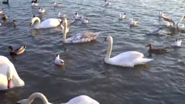 Bir Beyaz Kuğu ve Bir Çok Martı Nehirde Yüzüyor, Krakow