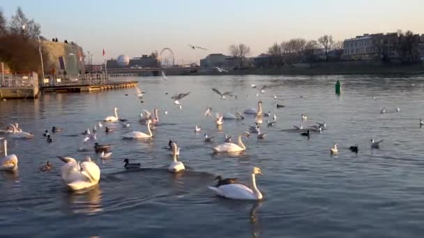 Vita Svanar Och Många Måsar Simmar Floden Krakow — Stockvideo