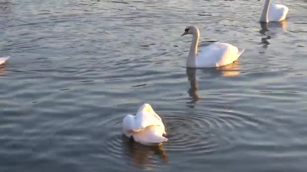 A White Swans And Many Gulls Swim In The River, Cracóvia — Vídeo de Stock
