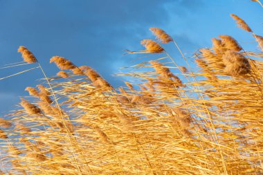 Mavi gökyüzüne karşı yumuşacık bir sazlık, doğa.