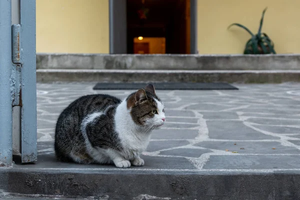 茶色い野良猫が家の前のコンクリートの上に座っている — ストック写真