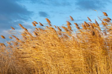 Mavi gökyüzüne karşı yumuşacık bir sazlık, doğa.