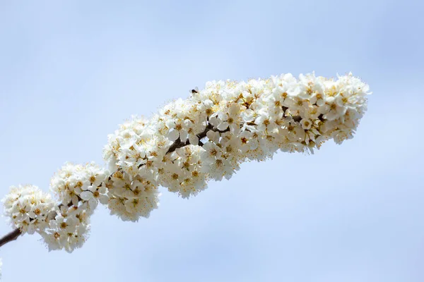 Lkbaharda Kiraz Çiçeklerinin Açması Mavi Gökyüzüne Karşı Doğal Mevsimlik Arka — Stok fotoğraf