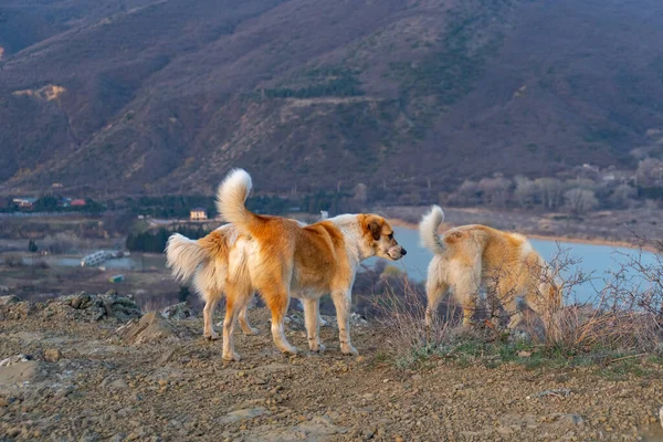 Dogs Mountain Peak Sunrise Animal — стоковое фото