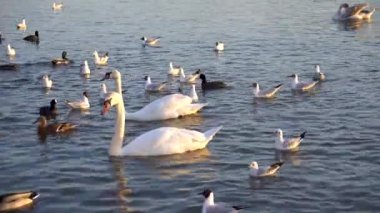 Bir Beyaz Kuğu ve Bir Çok Martı Nehirde Yüzüyor, Krakow