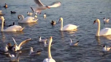 Bir Beyaz Kuğu ve Bir Çok Martı Nehirde Yüzüyor, Krakow