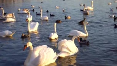 Bir Beyaz Kuğu ve Bir Çok Martı Nehirde Yüzüyor, Krakow