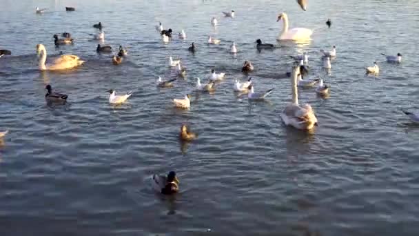 Білі Лебеді Багато Чайок Плавають Річці Краків — стокове відео