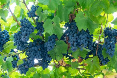 Aladasturi üzümleri bir sarmaşığa asılır, kırmızı şarap üzümlerine yaklaşır.