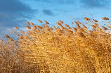 Mavi gökyüzüne karşı yumuşacık bir sazlık, doğa.