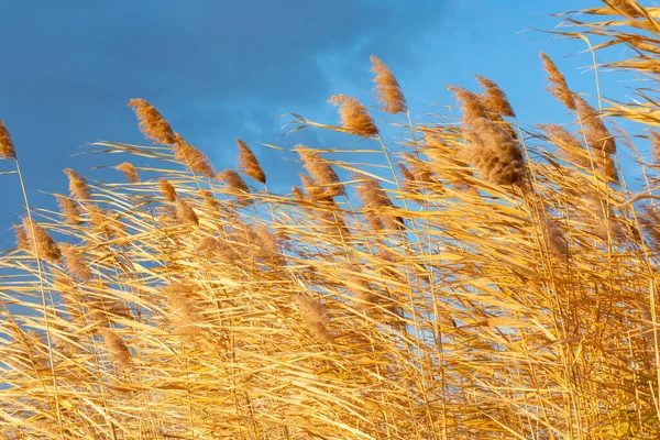 Mavi gökyüzüne karşı yumuşacık bir sazlık, doğa.
