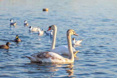 Bir Beyaz Kuğu ve Bir Çok Martı Nehirde Yüzüyor, Krakow