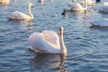 Bir Beyaz Kuğu ve Bir Çok Martı Nehirde Yüzüyor, Krakow