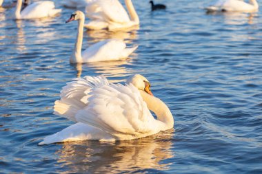 Bir Beyaz Kuğu ve Bir Çok Martı Nehirde Yüzüyor, Krakow
