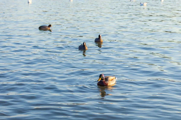 Pato Libre Nadando Agua Animales Vida — Foto de Stock