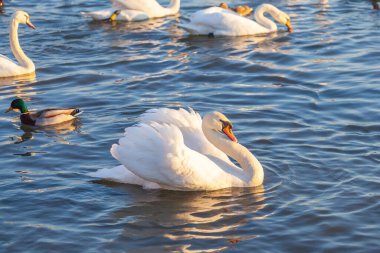 Bir Beyaz Kuğu ve Bir Çok Martı Nehirde Yüzüyor, Krakow