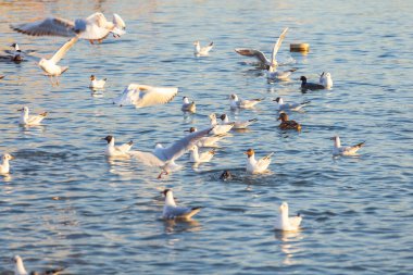 Bir Beyaz Kuğu ve Bir Çok Martı Nehirde Yüzüyor, Krakow