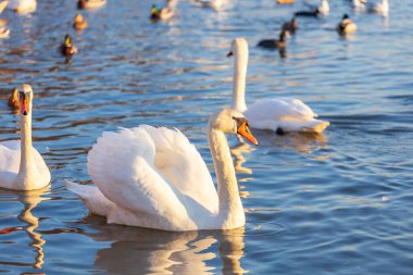 Bir Beyaz Kuğu ve Bir Çok Martı Nehirde Yüzüyor, Krakow