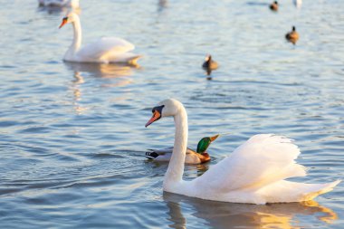 Bir Beyaz Kuğu ve Bir Çok Martı Nehirde Yüzüyor, Krakow