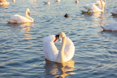 Bir Beyaz Kuğu ve Bir Çok Martı Nehirde Yüzüyor, Krakow