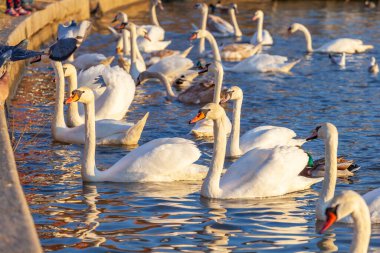 Bir Beyaz Kuğu ve Bir Çok Martı Nehirde Yüzüyor, Krakow