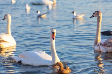 Bir Beyaz Kuğu ve Bir Çok Martı Nehirde Yüzüyor, Krakow