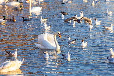 Bir Beyaz Kuğu ve Bir Çok Martı Nehirde Yüzüyor, Krakow